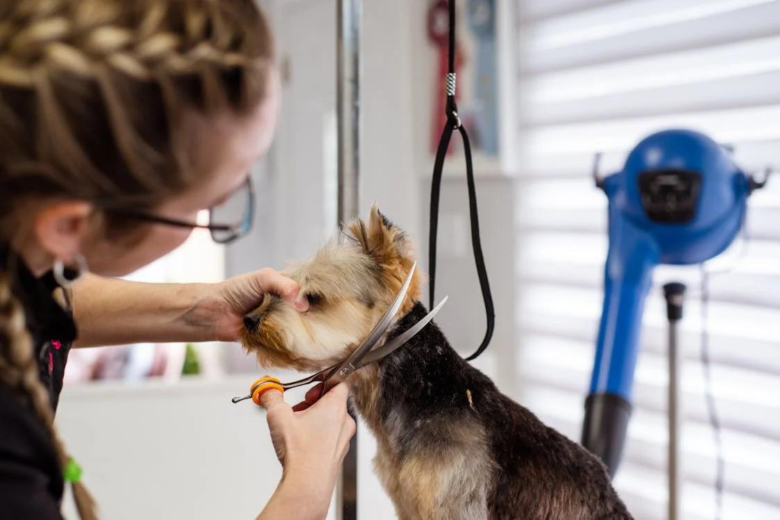 Professional Dog Grooming Supplies Wholesale: Empowering the Pet Care Industry